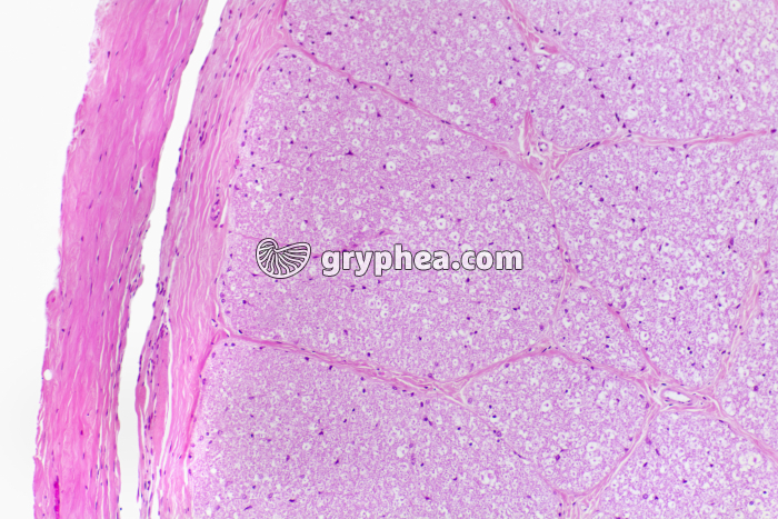 Nerf optique Mammifère CT x40 - gryphea.com